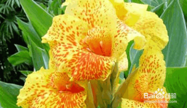 美人蕉盆栽的养护及注意事项