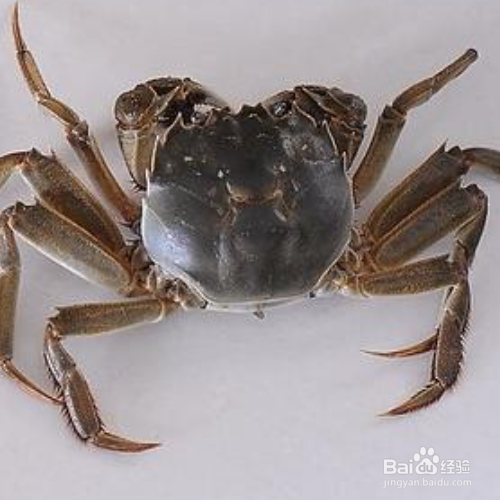 大闸蟹怎么运输才不死