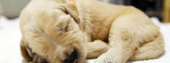 父母如何和孩子谈论死亡