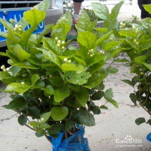 茉莉可以放在卧室吗