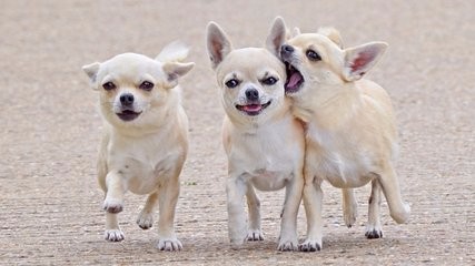 狗狗很怂怎么办