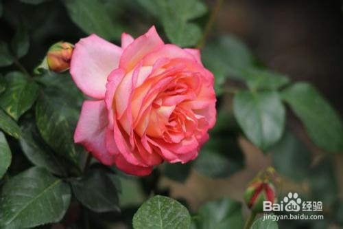 月季花烂根怎么办