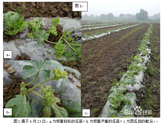 庄稼地里西瓜苗遭药害了怎么办