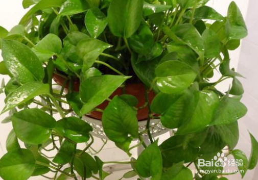 绿萝喜欢什么样的环境