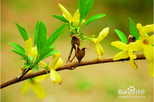 乙型脑炎【华佗妙法】：[2]清瘟败毒饮