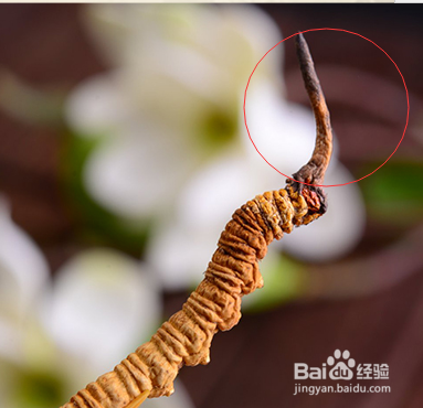 茅台冬虫夏草酒多少钱