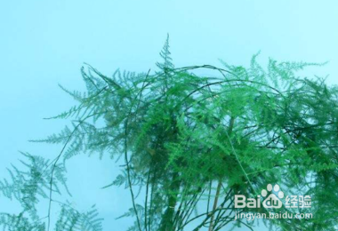 文竹应该怎么养护呢？