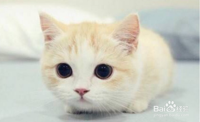 淘宝拍猫猫赢喵币攻略