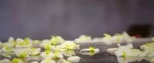 朋友们,今天,你吃杨槐花了某?