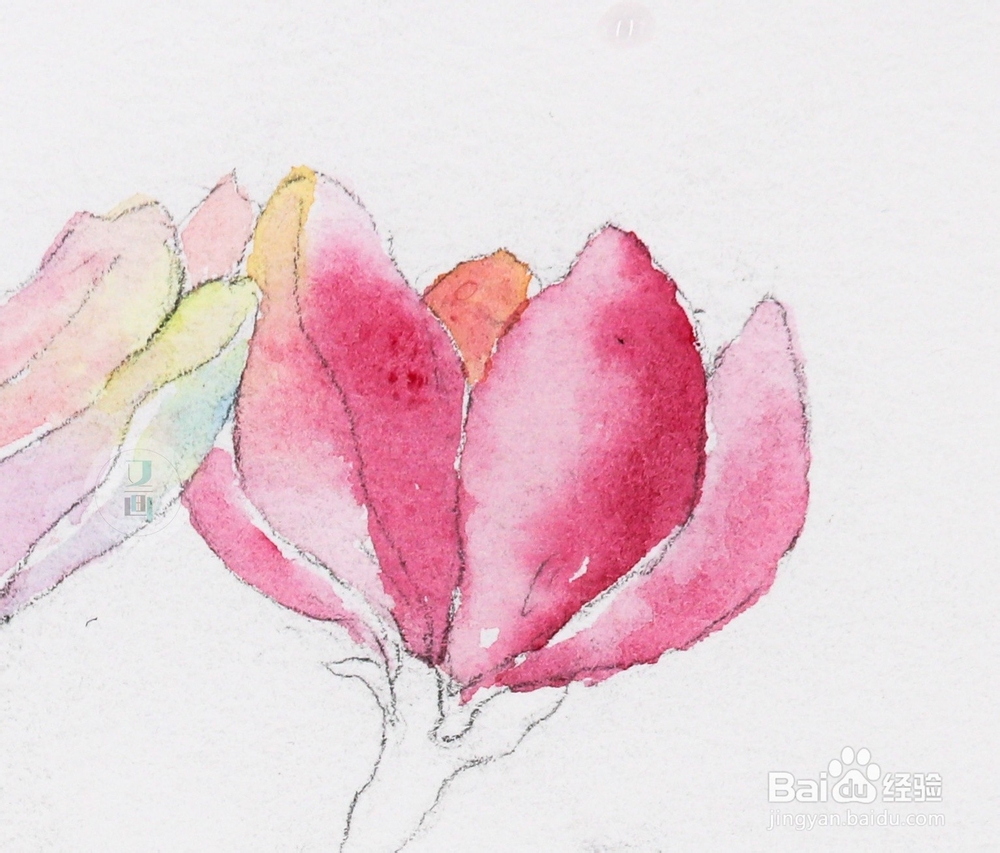 水彩花卉教程 | 跟又画一起画一幅海棠花吧