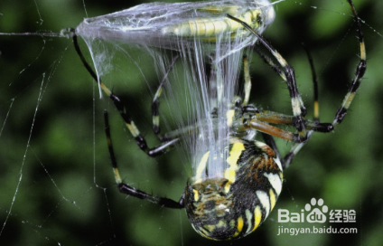 蜘蛛丝能用来做衣服吗