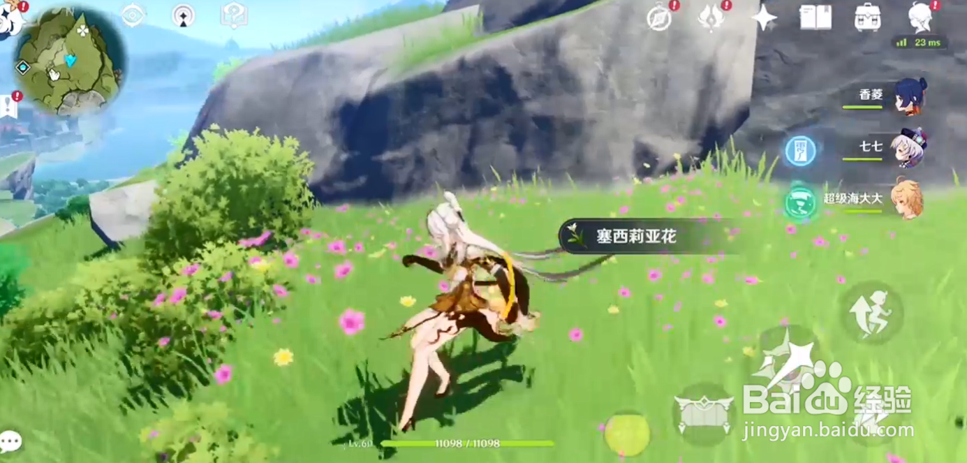 塞西莉亚花在哪采集