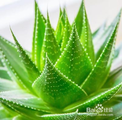 被蚊子咬了，如何快速止痒？