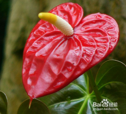 花烛的养殖方法及注意事项