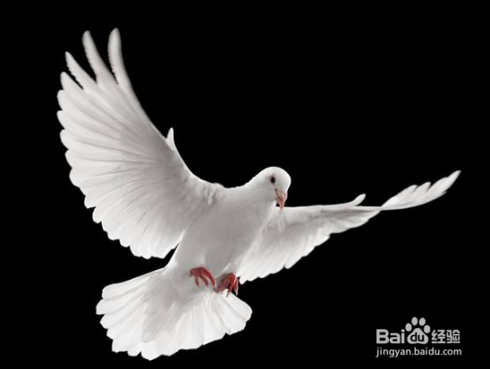 怎样让鸽子快速下蛋