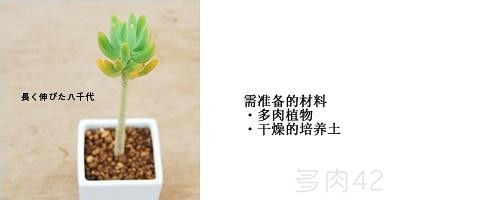 多肉植物扦插教程【图文】
