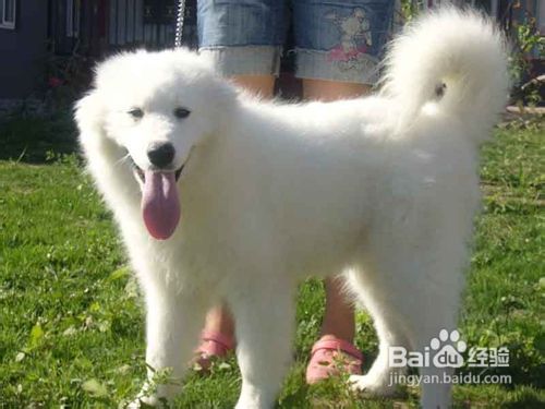 萨摩耶犬的分类