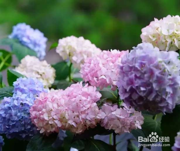 手机拍花,一分钟把照片背景变黑,花变得更美