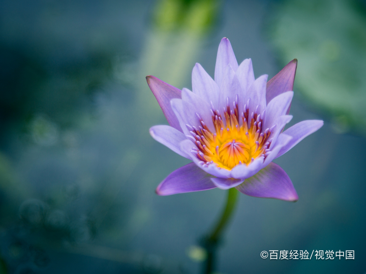 水培睡莲怎么栽种和管理