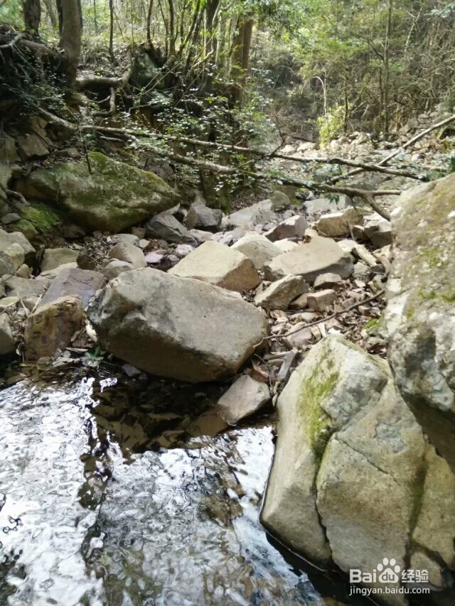 江西省马头山原始森林指南