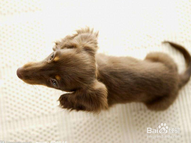 怎么让狗狗保持安静？