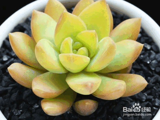 新手适合养殖的几种多肉