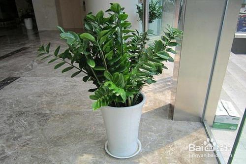 金钱树倒伏怎么办