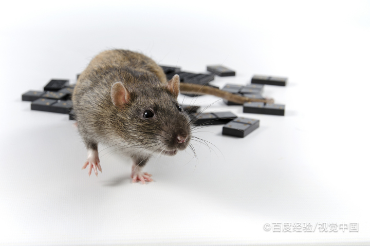 家里老鼠太多怎么消灭