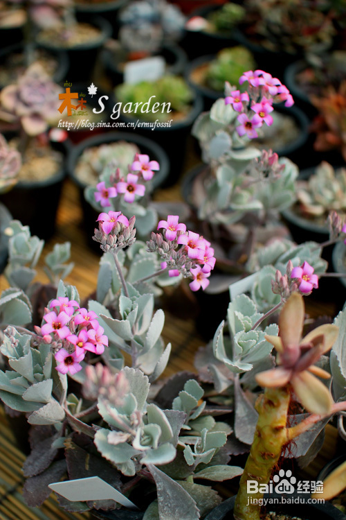 植物摄影小窍门+皮神山大王记