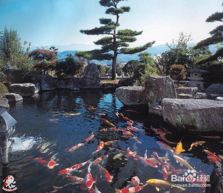 新手饲养锦鲤 犯的最多的错误