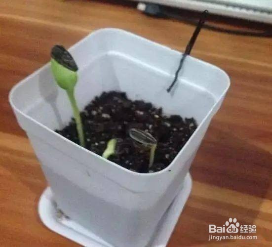 向日葵怎么种植小盆栽