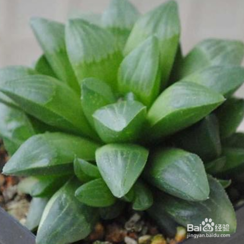 青鸟寿的养殖方法和注意事项