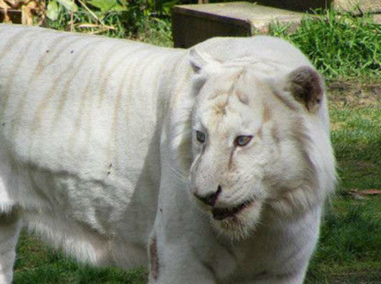 雄虎会认识自己的幼崽吗？还有老虎夏天那么厚的皮毛不热吗