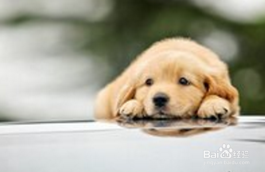 金毛寻回犬饲养知多少?几个小妙全解决!