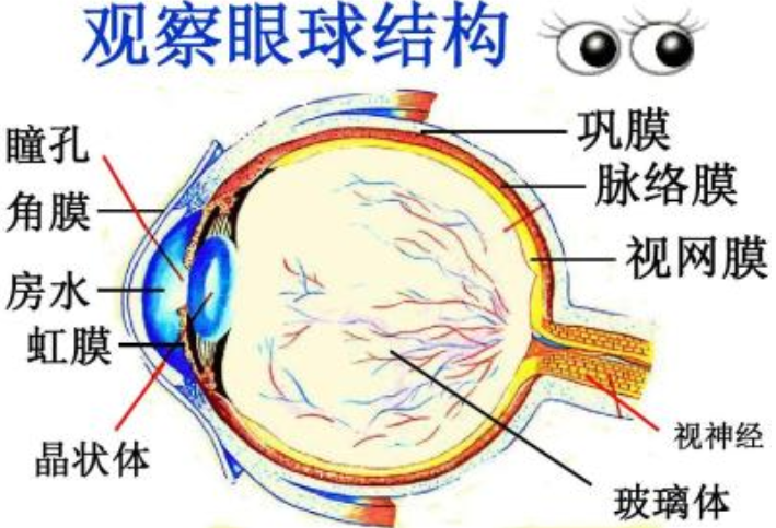 眼睛中的房水有什么作用