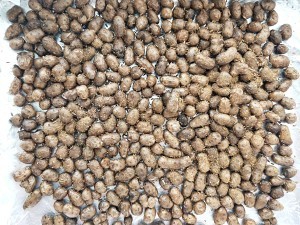 健康养生佳品烤山药豆的做法