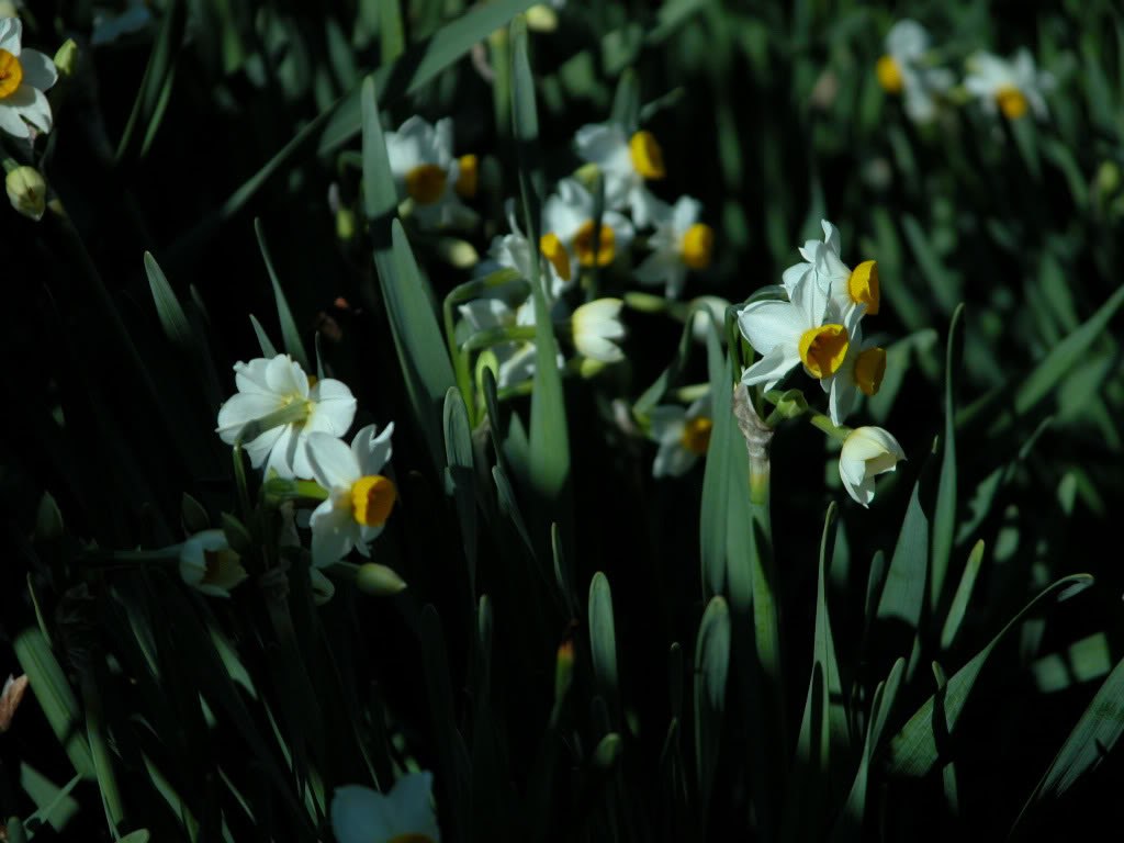 关于水仙花的散文