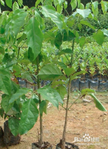 幸福树怎样插苗