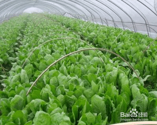 蔬菜轮作的好处及相关知识