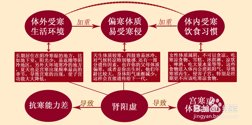 宫寒痛经解剖论