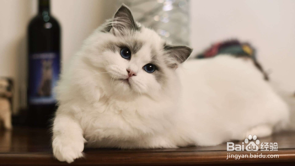 布偶猫需不需要溜
