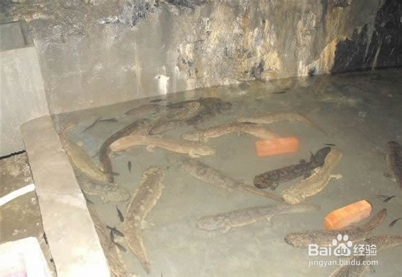 娃娃鱼水霉病的症状和防治方法