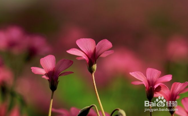 怎么养护酢浆草