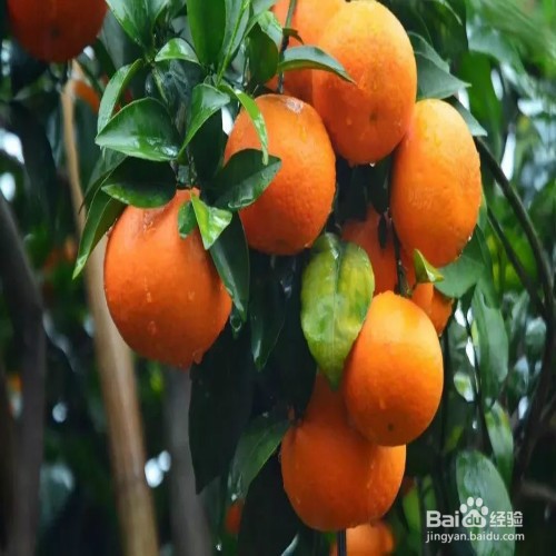 沃柑的种植和管理方法