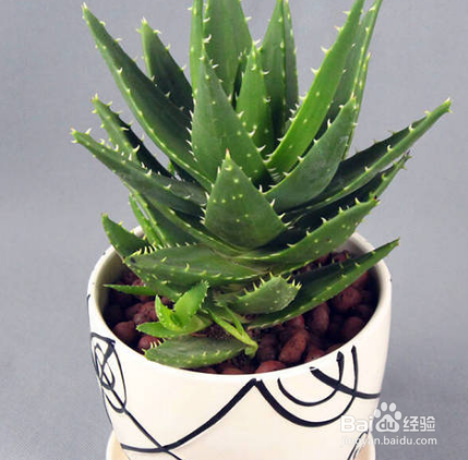 如何种植养护芦荟