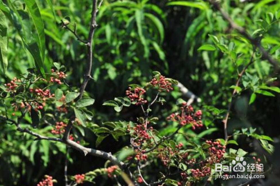 花椒树种植方法