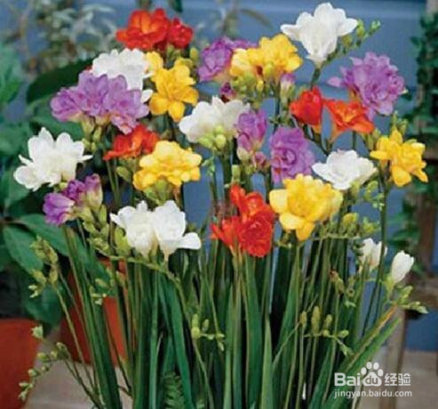 香雪兰倒伏怎么办