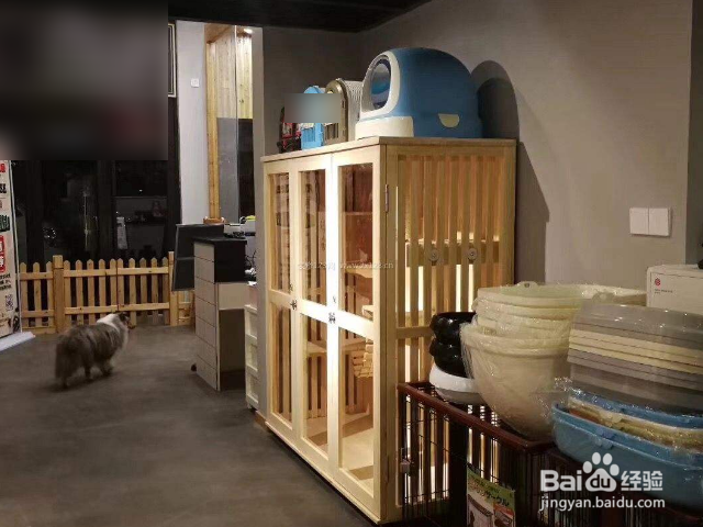 宠物店装修需要注意些什么