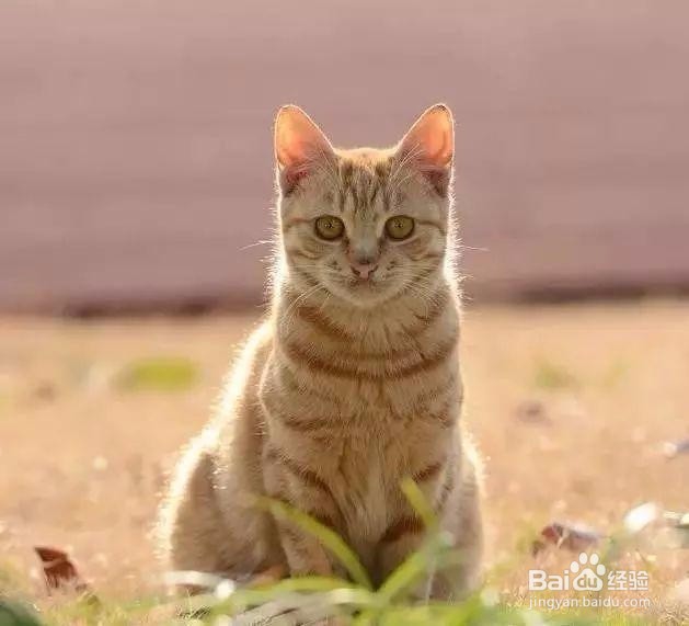 手机摄影的5种光线运用技巧