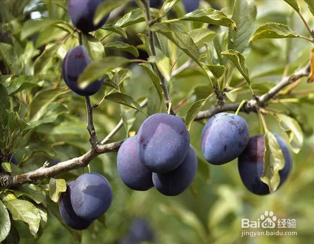 西梅的种植要点和膨果增甜管理要点